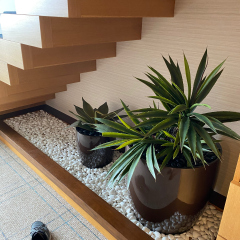 Plants and some sneakers