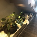 Plant Lighting under Staircase